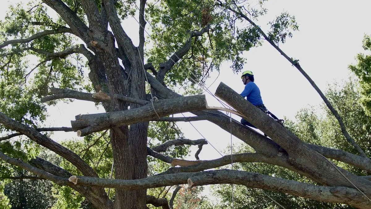 Professional Crown Thinning performed by certified arborists in Fayetteville